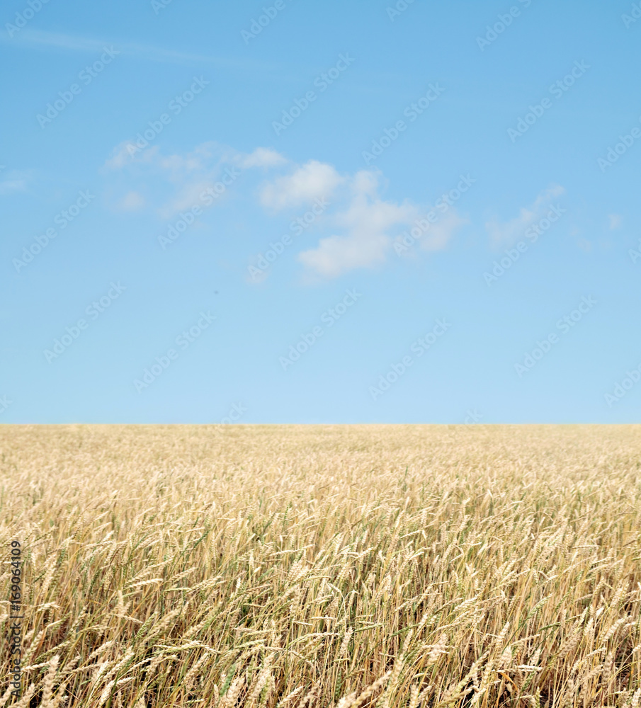 wheat field and blue sky with clouds