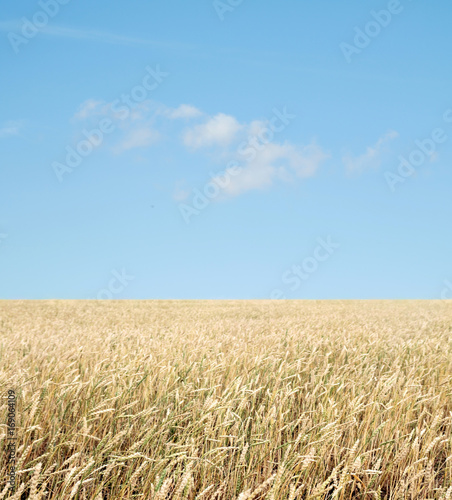 wheat field and blue sky with clouds