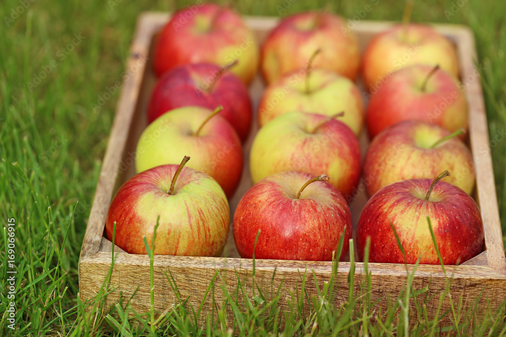 Apple crop. Apples in a wooden tray In the green grass . Harvesting of apples Apple crop. Apples in a wooden tray In the green grass . Harvesting of apples