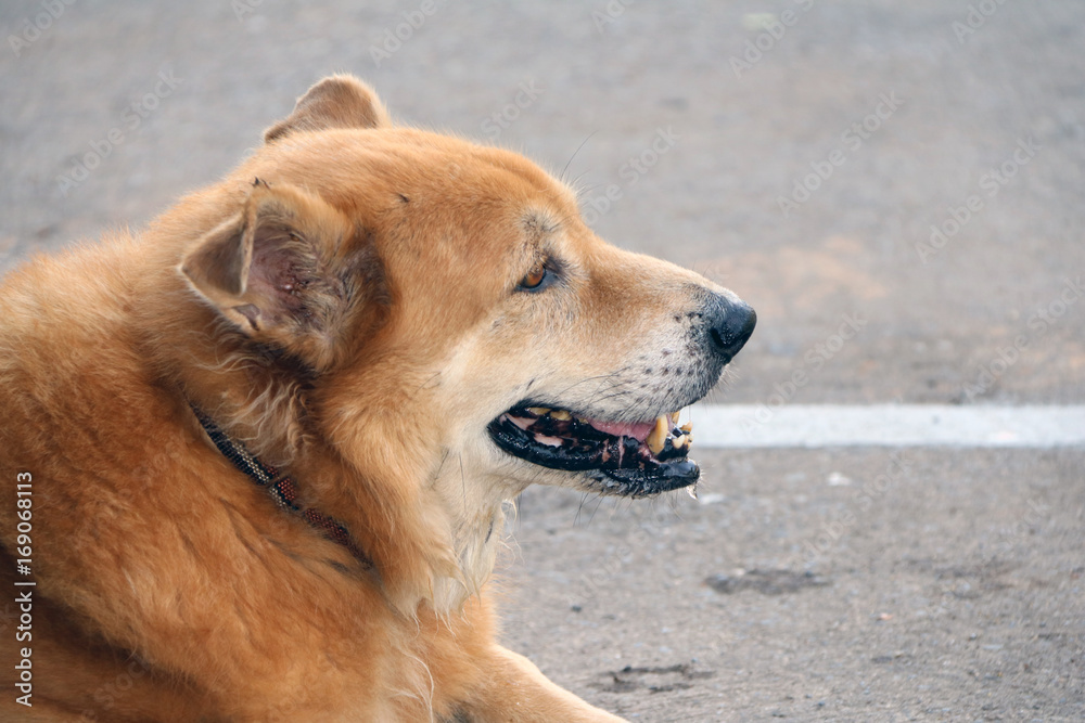 Brow golden retriever laying down on the floor and looking for something. The Golden Retriever is a large sized breed of dog bred. Brow golden retriever laying down on the floor and looking for something. The Golden Retriever is a large sized breed of dog bred.