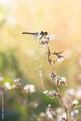 Dragonfly on dry grass on a hot summer day, colorful natural sunny background