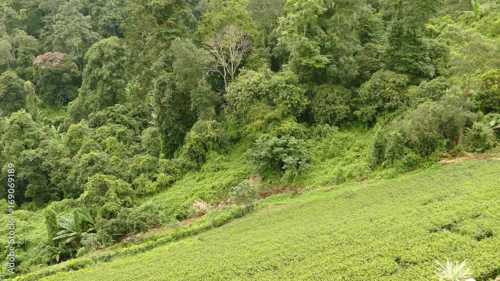 tea plantation. fresh green and white tea leaves. agriculture, farm, rural concept tea plantation. fresh green and white tea leaves. agriculture, farm, rural concept