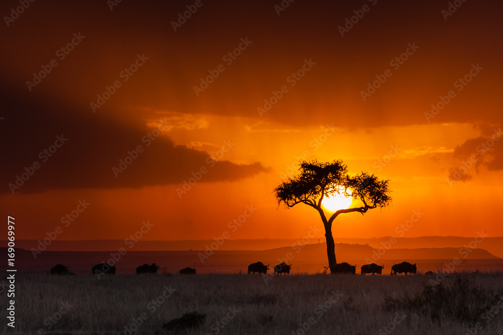 Obraz premium Sun Cradled by Acacia with Wildebeest
