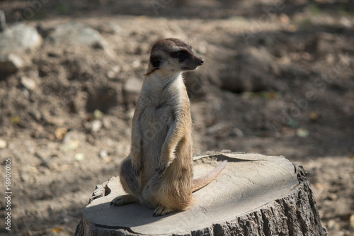 Surakat (or mink or ferret) stands on a stump stretching out on his hind legs and looks around photo