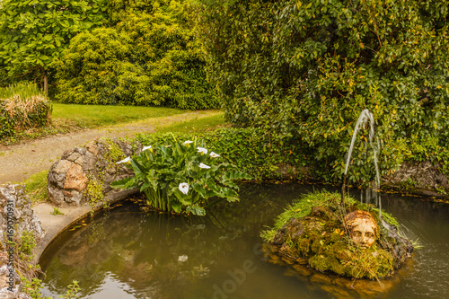 the acquatic white calla lily known as zantedeschia aethiopica callas /the calla is in a pond with side by side a fountain that zippers