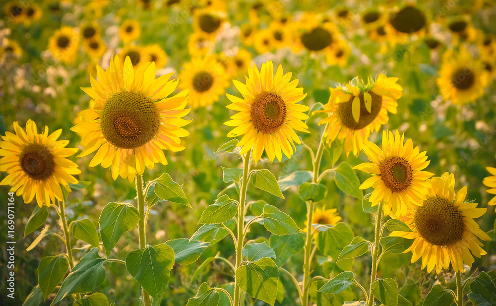 sunflower