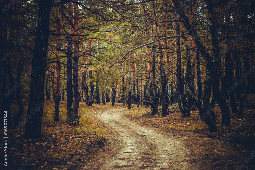 Obraz premium forest