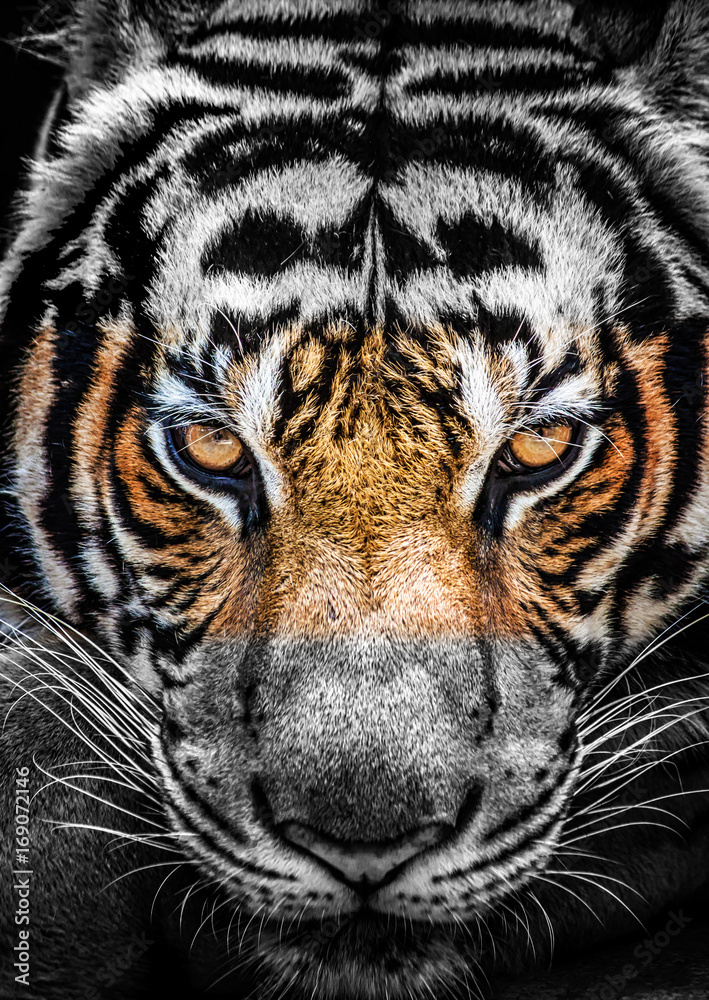 Obraz premium Oczy tygrysa, koloru i czerni i bieli.