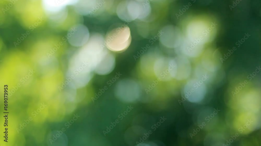Abstract blurred background green summer foliage Abstract blurred background green summer foliage