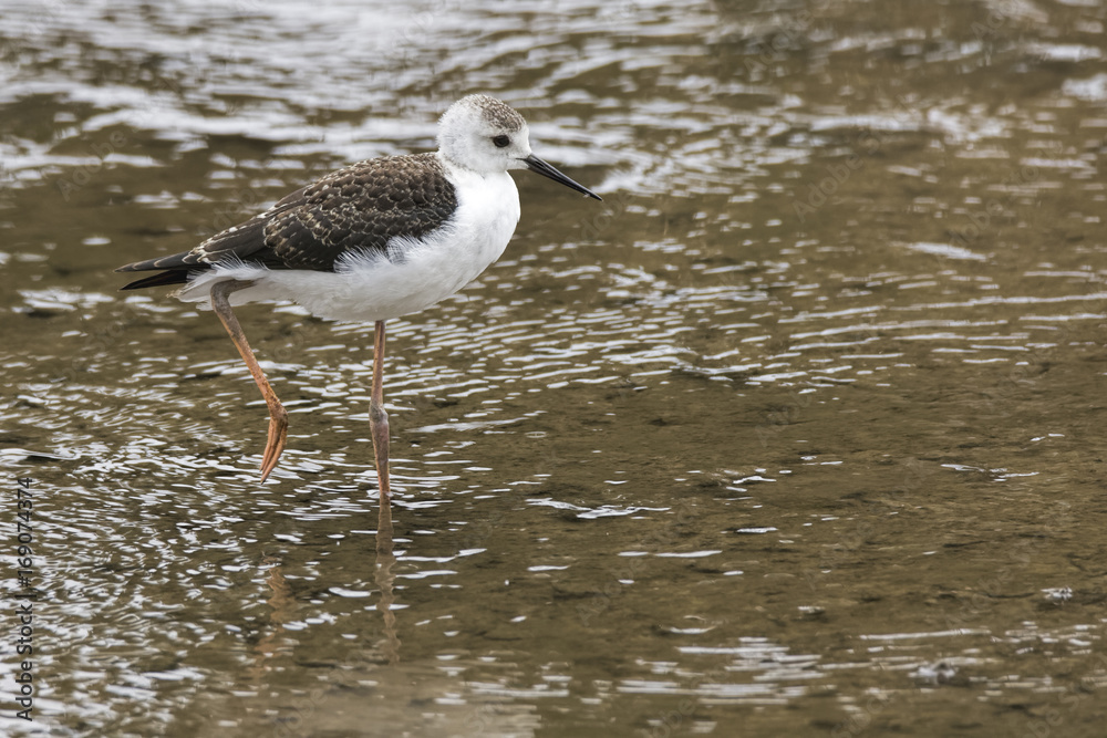 Fototapeta premium Black-winged Stilt (Himantopus himantopus) photographed at Highlands Lake, Craigieburn, Australia