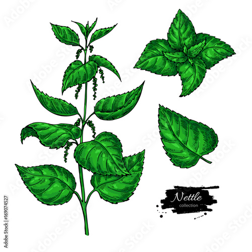 Nettle vector drawing. Isolated medical plant with  leaves. Herb