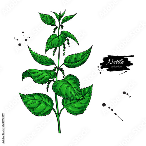 Nettle vector drawing. Isolated medical plant with  leaves. Herb