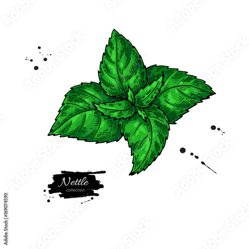 Nettle vector drawing. Isolated medical plant with  leaves. Herb