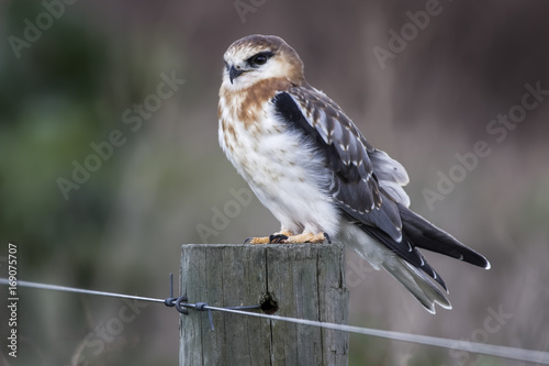 Black-shouldered Kite (Elanus axillaris) photo