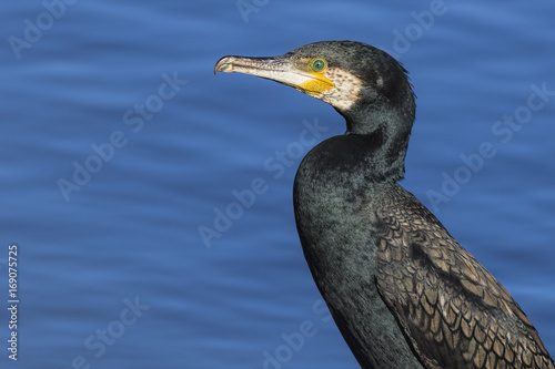 Black (or Great or Great Black) Cormorant (Phalacrocorax carbo) photographed at Westmeadows, Australia