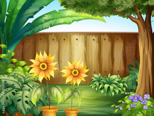 Scene with sunflowers in garden