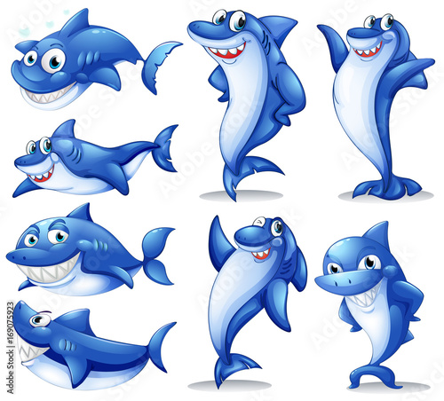 Shark in different positions