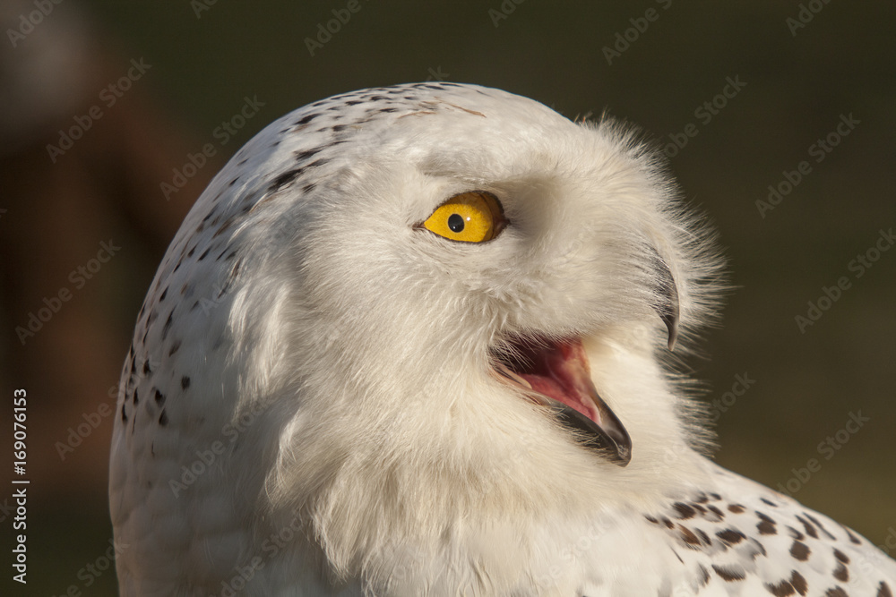 Obraz premium Snowy owl