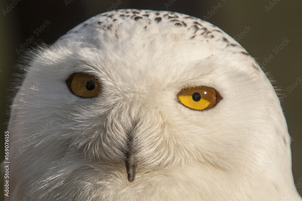 Naklejka premium Snowy owl