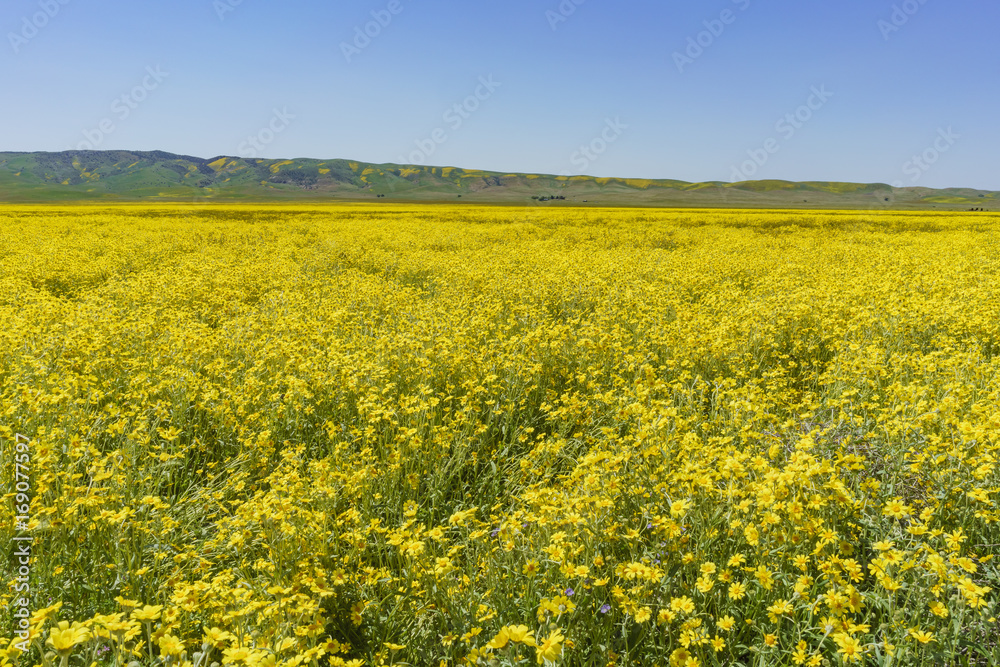 Fototapeta premium Beautiful yellow goldifelds blossom