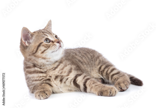 Lying kitten cat side view isolated © Andrey Kuzmin