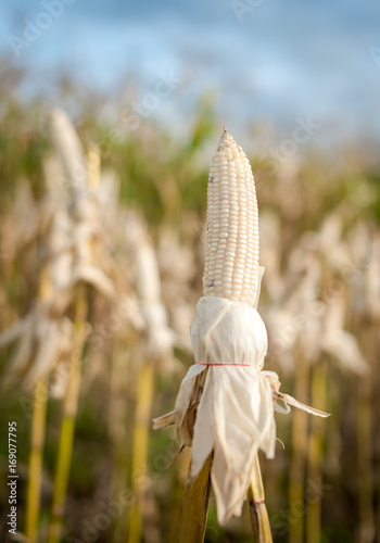 Corn in a corn field ready for harvest photo