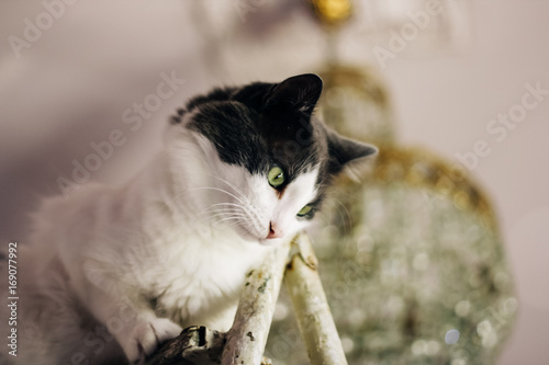 a portait of a cat and a bokeh chantilier .
