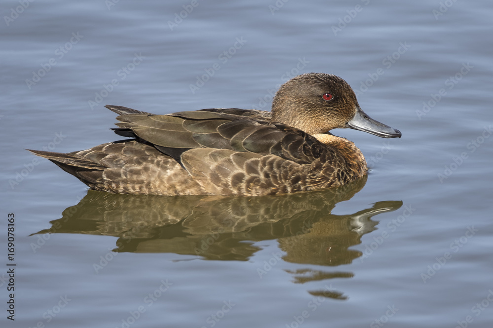 Fototapeta premium Chestnut Teal (Anas castanea)