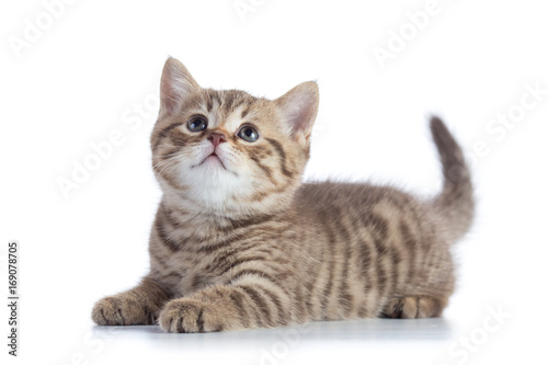 Scottish Straight kitten looking up isolated on white background