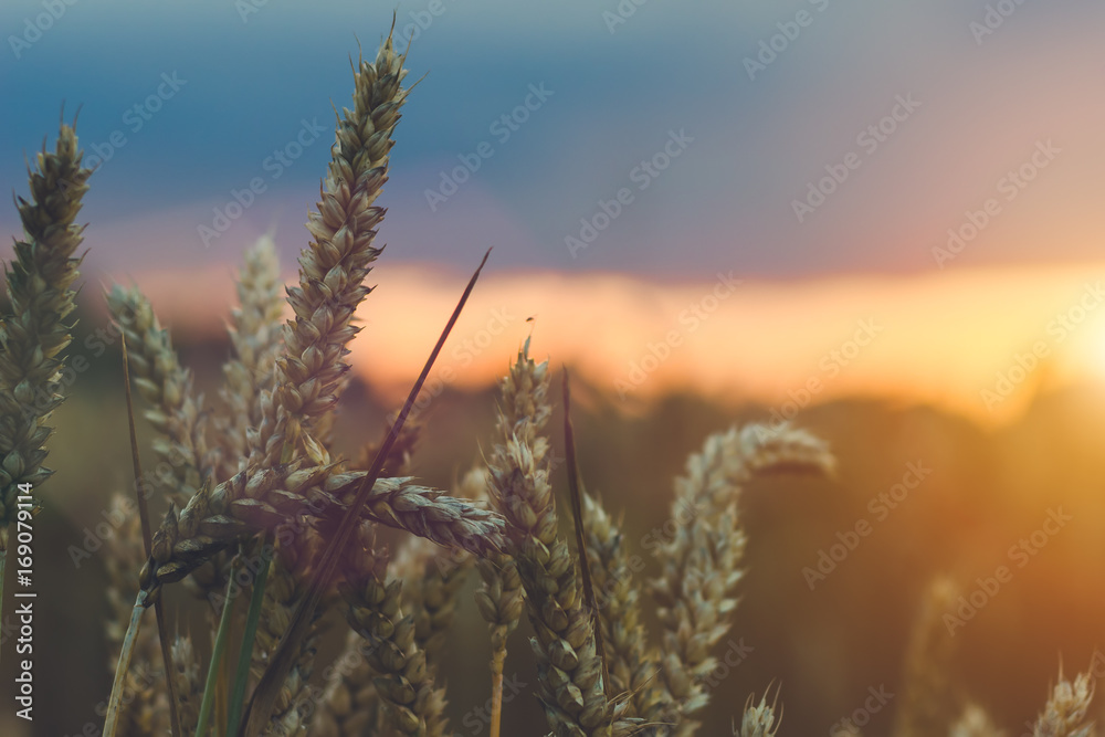 Fototapeta premium Wheat ear steams in natural backlit light