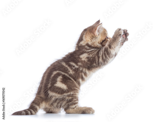 Playful Scottish Straight kitten side view isolated on white background
