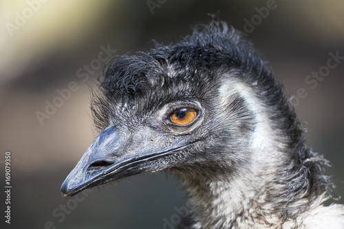 Emu (Dromaius novaehollandiae) photo
