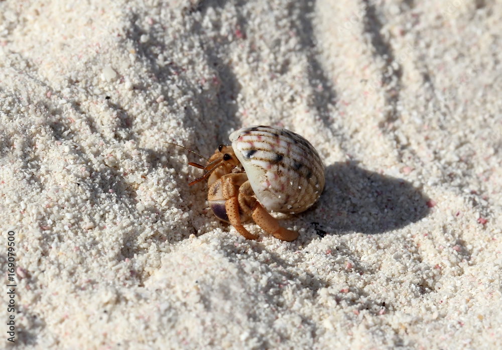 Small hermit crab on the sand