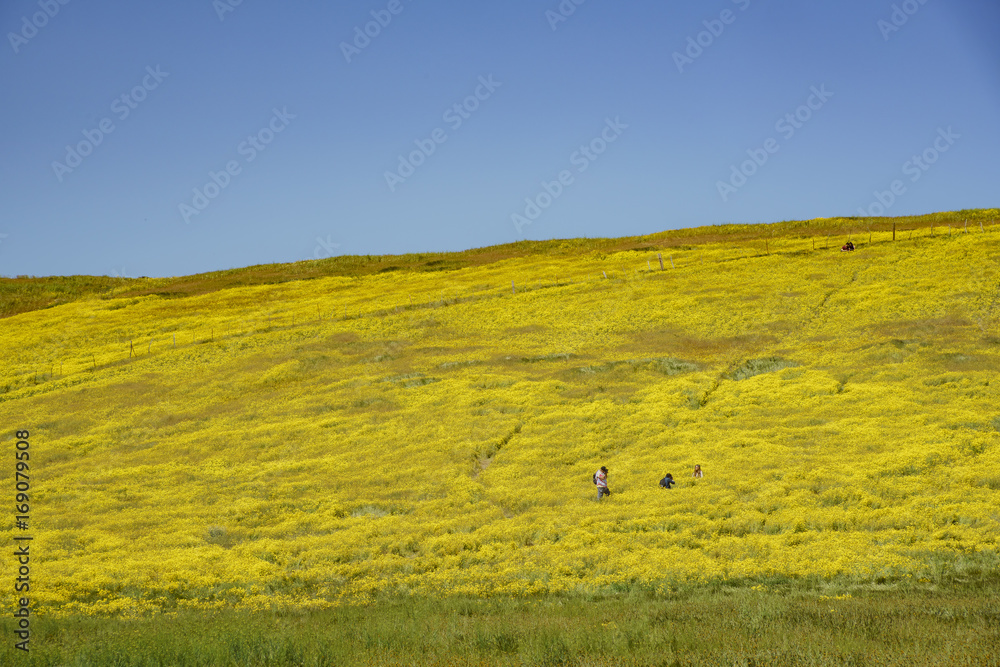 Beautiful yellow goldifelds and Fiddleneck blossom Beautiful yellow goldifelds and Fiddleneck blossom