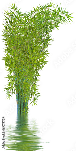  touffe de bambous verts, fond blanc avec reflets
