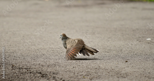 Zebra dove showing off wings and feathers