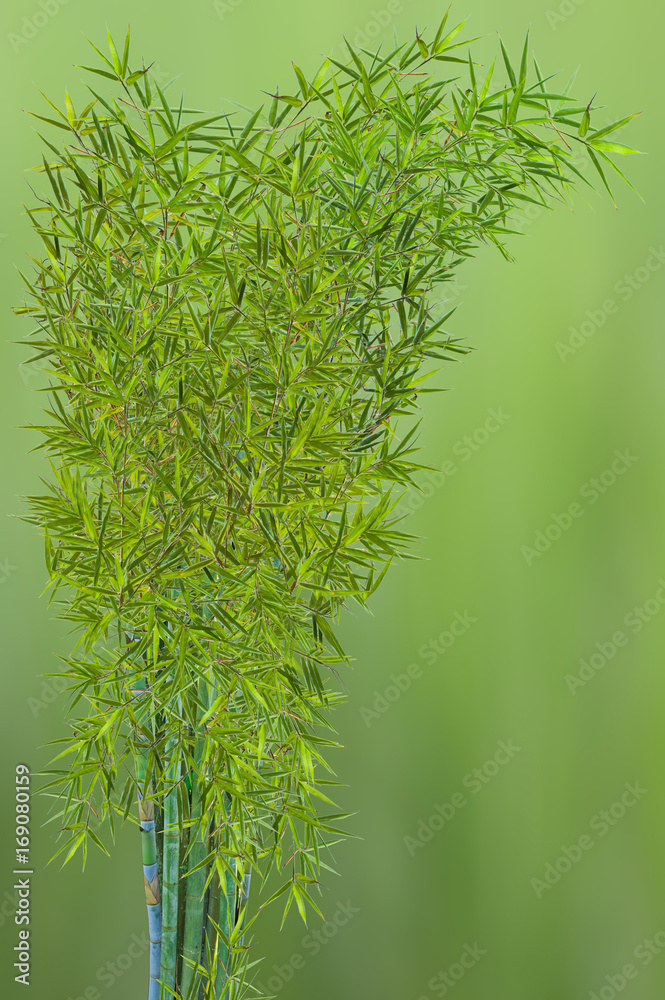 Obraz czub zielony bambus, tło natura