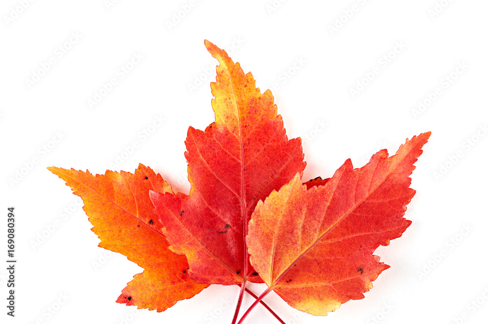 Three red autumn maple leaves isolated on white background. Top view. Close-up. Three red autumn maple leaves isolated on white background. Top view. Close-up.