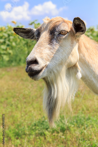 Portrait of goat with beard grazing in the field on a summer day. Animal breeding