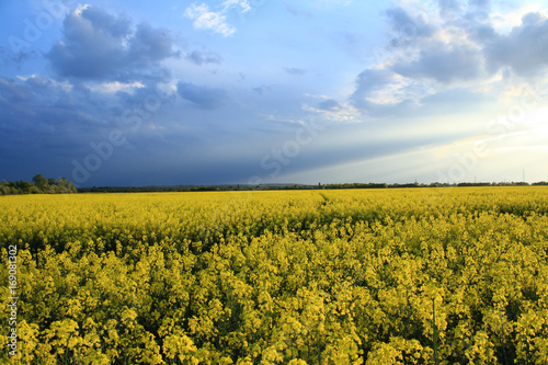 Rape field with yellow flowers and dark blue clody sky.