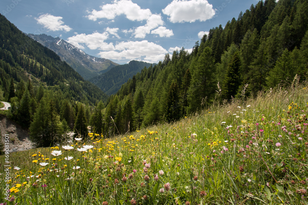 Alps with flowers