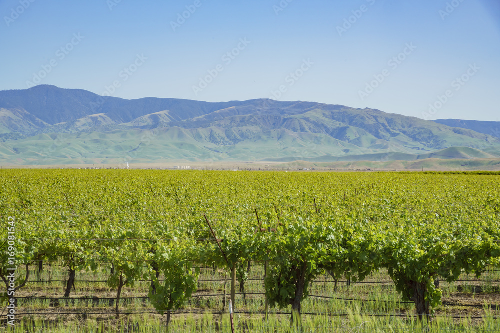 Green vineyard near Carrizo Plain