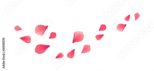 Pink Red flying petals isolated on white background. Sakura Roses petals. Vector