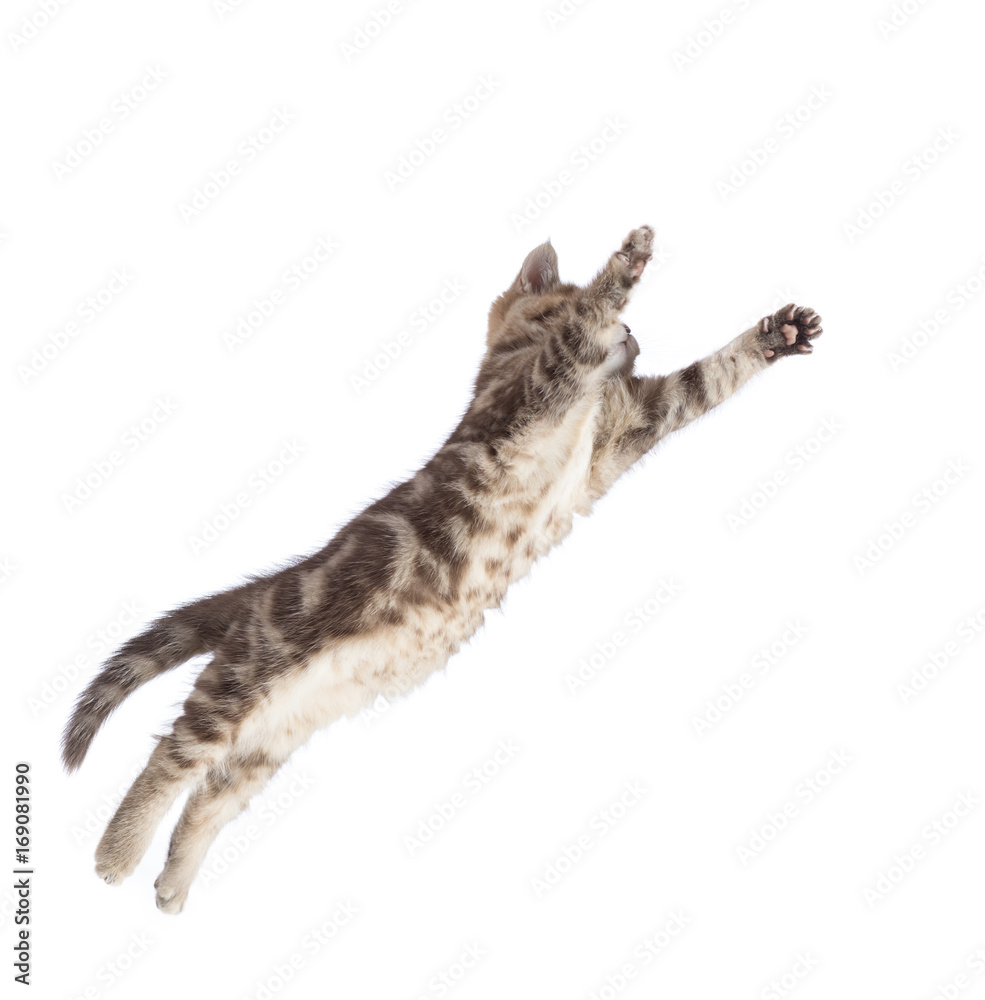 Naklejka premium Flying or jumping cat kitten isolated on white