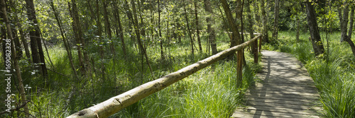 Holzsteg, Morrgebiet, Nationalpark Müritz, Mecklenburgische Seenplatte, Mecklenburg Vorpommern, Deutschland photo