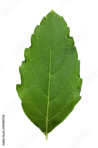 fresh green Ocimum tenuiflorum leaves on white background