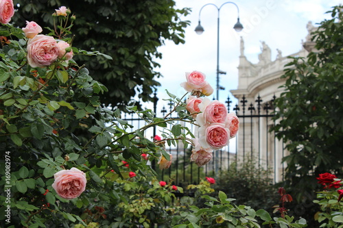Canvas Print Rose garden in Vienna