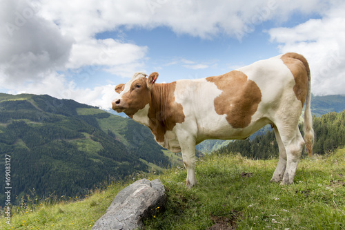 Cows with cowbell in Alps