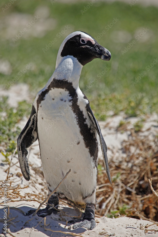 Obraz premium african penguin