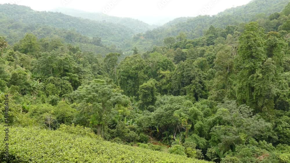 tea plantation. fresh green and white tea leaves. agriculture, farm, rural concept tea plantation. fresh green and white tea leaves. agriculture, farm, rural concept